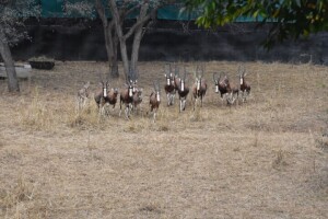 14X Blesbuck Family Group M:1 F:8 4 Dimension Wildlife Services (Per Piece to take the lot)