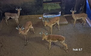 5X Impala Young Males M:5 4 Dimension Wildlife Services (Per Piece to take the lot)