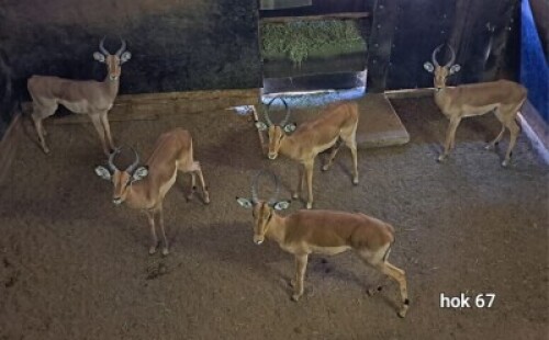 5X Impala Young Males M:5 4 Dimension Wildlife Services (Per Piece to take the lot)
