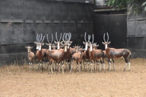 18X Blesbuck Family Group M:1 F:10 4 Dimension Wildlife Services (Per Piece to take the lot)