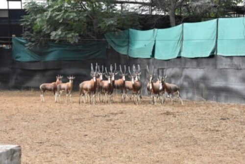 18X Blesbuck Family Group M:1 F:13 4 Dimension Wildlife Services (Per Piece to take the lot)