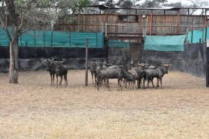 15X Blue Wildebeest family Group Schalk (Per Piece to take the lot)