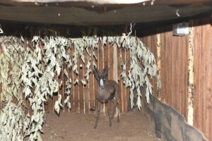 1X Black Springbuck M:1 Rusha Holdings (Per Piece to take the lot)