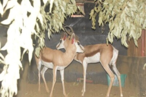 2X Springbuck (17", 15&frac12;") M:2 Rusha Holdings (Per Piece to take the lot)