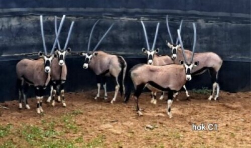 6X Gemsbuck M:1 F:5 Rusha Holdings (Per Piece to take the lot)