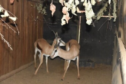2X Springbuck M:2 Rusha Holdings (Per Piece to take the lot)