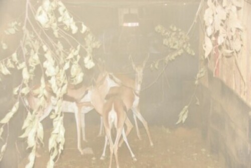 4X Springbuck Family Group M:1 F:3 Rusha Holdings (Per Piece to take the lot)