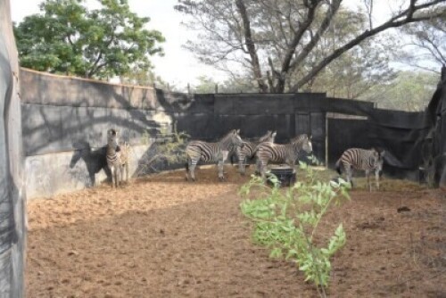 5X Zebra Schalk (Per Piece to take the lot)