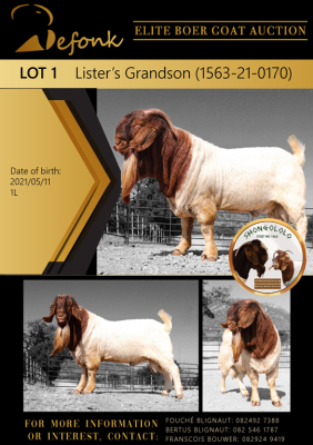 1X BOER GOAT FLOCK BUCK SHONGOLOLO BOERBOK STOET 1563