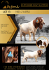 1X BOER GOAT FLOCK - COLOUR BUCK SHONGOLOLO BOERBOK STOET 1563