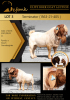 1X BOER GOAT STUD BUCK SHONGOLOLO BOERBOK STOET 1563