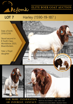 1X BOER GOAT STUD BUCK SHONGOLOLO BOERBOK STOET 1563