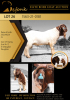 1X BOER GOAT FLOCK BUCK SHONGOLOLO BOERBOK STOET 1563