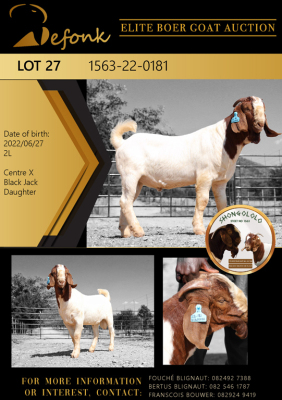 1X BOER GOAT FLOCK BUCK SHONGOLOLO BOERBOK STOET 1563