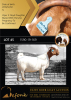 1X BOER GOAT STUD DOE SHONGOLOLO BOERBOK STOET 1563