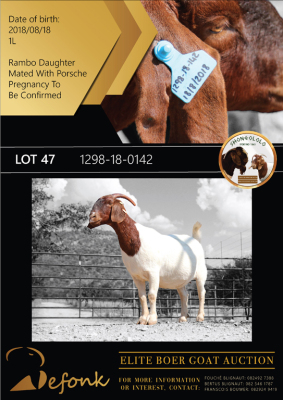 1X BOER GOAT FLOCK DOE SHONGOLOLO BOERBOK STOET 1563