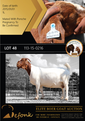 1X BOER GOAT FLOCK DOE SHONGOLOLO BOERBOK STOET 1563