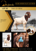 1X BOER GOAT FLOCK BUCK SHONGOLOLO BOERBOK STOET 1563