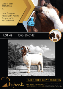 1X BOER GOAT STUD DOE SHONGOLOLO BOERBOK STOET 1563