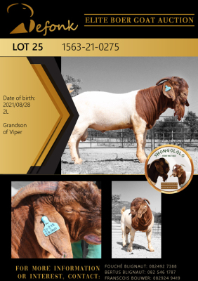 1X BOER GOAT FLOCK BUCK SHONGOLOLO BOERBOK STOET 1563