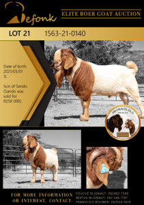 1X BOER GOAT FLOCK BUCK SHONGOLOLO BOERBOK STOET 1563