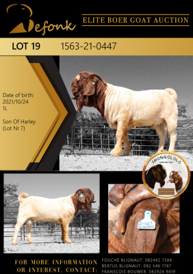 1X BOER GOAT FLOCK BUCK SHONGOLOLO BOERBOK STOET 1563