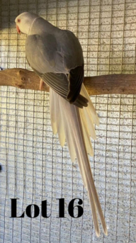 1-0 '18 Ringneck: Grey Cleartail - Johann Kotz&eacute;