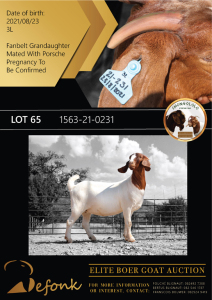 1X BOER GOAT FLOCK DOE SHONGOLOLO BOERBOK STOET 1563