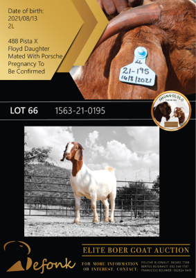 1X BOER GOAT FLOCK DOE SHONGOLOLO BOERBOK STOET 1563