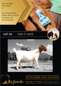 1X BOER GOAT STUD DOE SHONGOLOLO BOERBOK STOET 1563