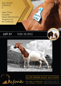 1X BOER GOAT FLOCK DOE SHONGOLOLO BOERBOK STOET 1563