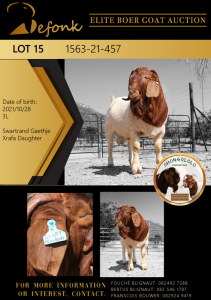 1X BOER GOAT FLOCK - COLOUR BUCK SHONGOLOLO BOERBOK STOET 1563