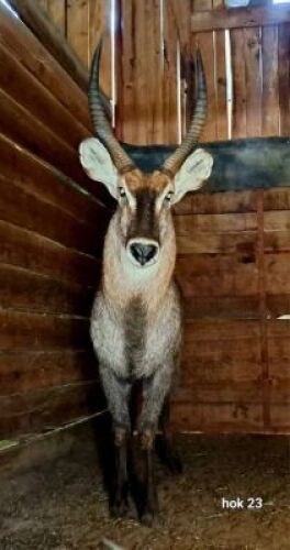 1X Waterbuck M:1 Rusha Holdings