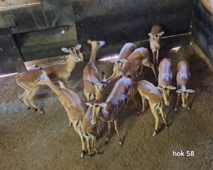 11X Impala Family Group M:2 F:9 4 Dimension Wildlife Services