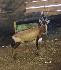 1X Red Hartebeest M:1 Rusha Holdings