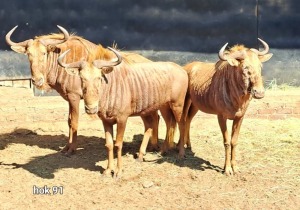 3X Golden Gnu M:3 Rusha Holdings (Per Piece to take the lot)