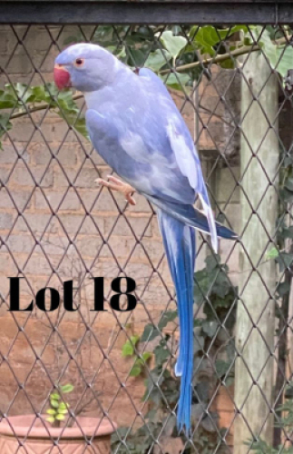 1-0 '19 Ringneck: Violet Blue ADM.Pied - Johann Kotz&eacute;