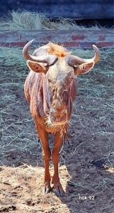 1X Golden Gnu M:1 Sekgweng Game Breeders (Per Piece to take the lot)