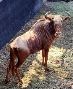 1X Golden Gnu M:1 Sekgweng Game Breeders (Per Piece to take the lot)