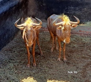 2X Golden Gnu M:2 Sekgweng Game Breeders (Per Piece to take the lot)