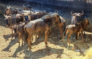 11X Blue Wildebeest Family Group Schalk (Per Piece to take the lot)