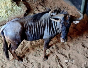 1X Blue Wildebeest M:1 Rusha Holdings