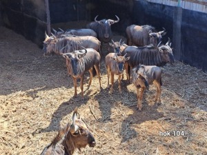 10X Blue Wildebeest Family Group Schalk (Per Piece to take the lot)