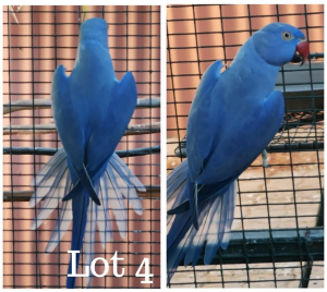 1-0 '19 Ringneck: Violet Blue/cleartail?/opaline - Tokkie Slabbert