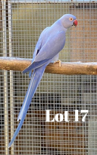 0-1 '18 Ringneck: Violet Blue/adm.pied - Johann Kotz&eacute;