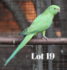 1-0 '20 African Ringneck: Green - Chris Lordan