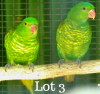 1-1 '20/'21 Lorikeet: Scaly-breasted: Normal x Normal - Fanie Klopper