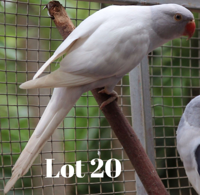 0-1 '20 Ringneck: Violet Blue SL.Edged Dom.Pied/adm.pied - Chris Lordan