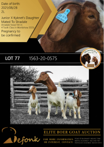 1X BOER GOAT FLOCK DOE SHONGOLOLO BOERBOK STOET 1563