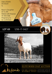 1X BOER GOAT FLOCK DOE SHONGOLOLO BOERBOK STOET 1563